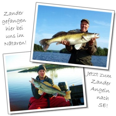 Zander Angeln in Schweden im Stora Ntaren - Bild zeigt zwei schne Zander